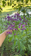 Vernonia gigantea