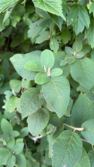 Viburnum lantana
