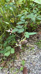 Desmodium paniculatum