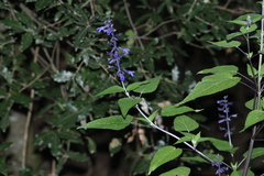 Salvia concolor