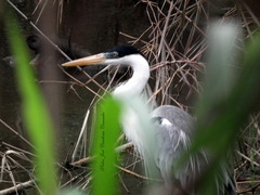 Ardea cocoi