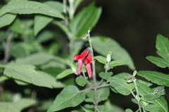 Salvia fulgens