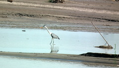 Ardea cocoi