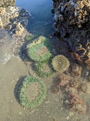 Anthopleura xanthogrammica