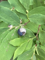 Monilinia vaccinii-corymbosi