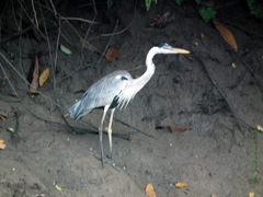 Ardea cocoi