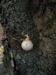 Reticularia lycoperdon