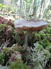 Entoloma indigoferum