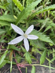 Hippobroma longiflora