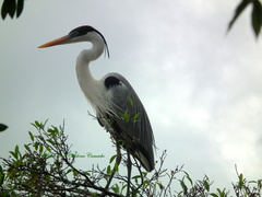 Ardea cocoi