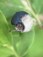 Monilinia vaccinii-corymbosi