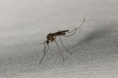 Culiseta incidens