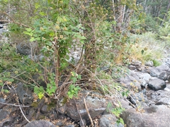 Physocarpus capitatus