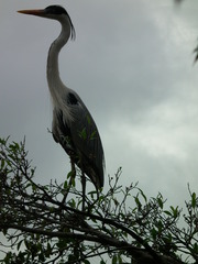Ardea cocoi