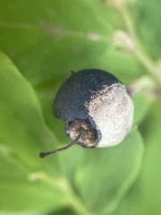 Monilinia vaccinii-corymbosi