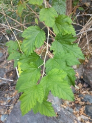 Physocarpus capitatus