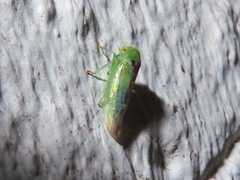 Viridicerus ustulatus