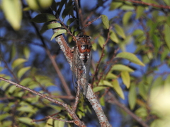 Megatibicen resonans