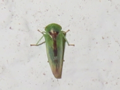 Viridicerus ustulatus