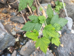 Physocarpus capitatus