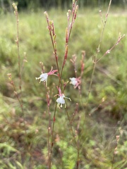 Oenothera simulans