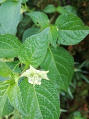 Jaltomata procumbens