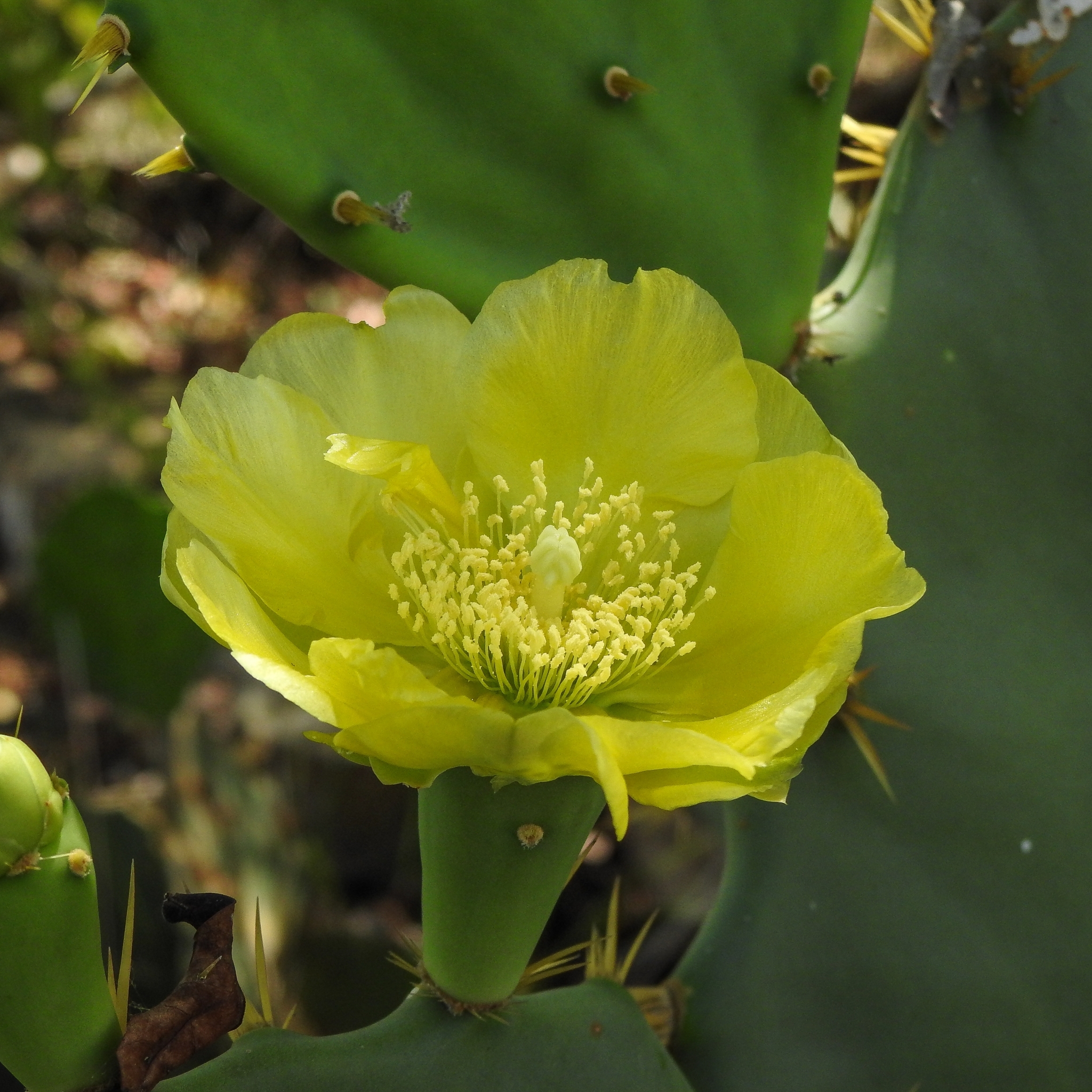 Opuntia dillenii