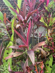 Cordyline fruticosa