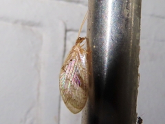 Hemerobius