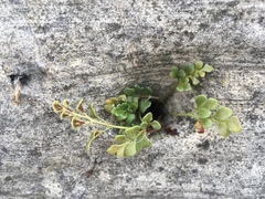 Asplenium ruta-muraria