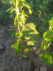 Chenopodium berlandieri