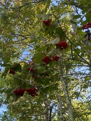 Viburnum opulus americanum