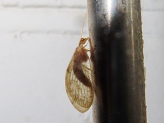 Hemerobius