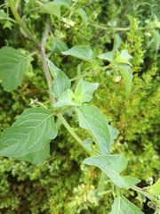 Jaltomata procumbens