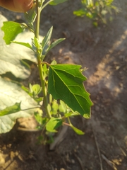 Chenopodium berlandieri
