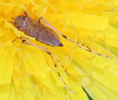 Psorophora discolor