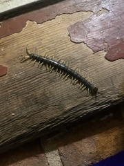 Hemiscolopendra marginata