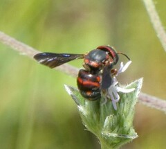 Anthidiellum perplexum