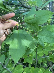 Viburnum opulus americanum
