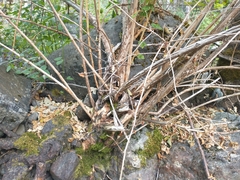 Physocarpus capitatus