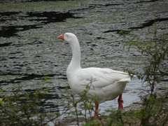 Anser anser domesticus