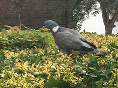 Columba palumbus