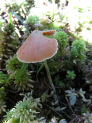 Entoloma quadratum