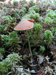 Entoloma quadratum