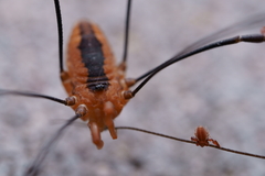 Pseudoscorpiones