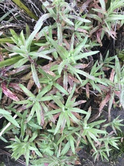 Epilobium hirtigerum