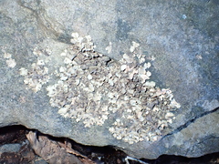 Dermatocarpon luridum