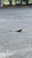 Agama picticauda