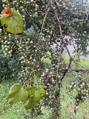 Vitis cinerea
