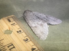 Acronicta americana